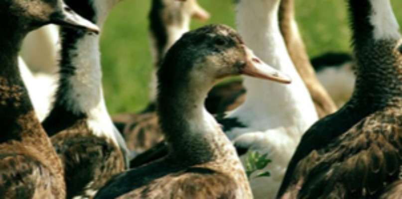 FOIRE AU CANARD