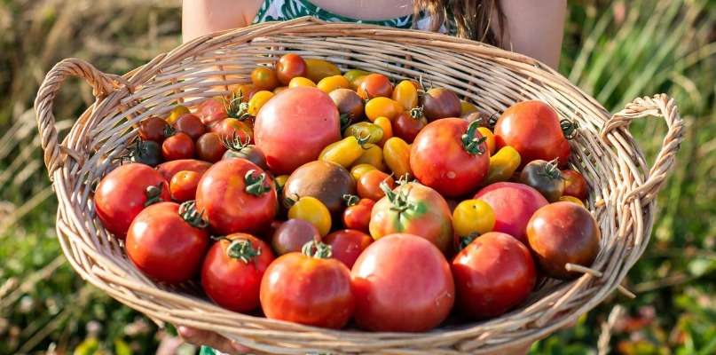 Tomates à cueillir